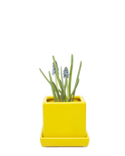 Chive Cube Saucer ceramic planter in glossy yellow with a matching saucer, styled with a grape hyacinth.