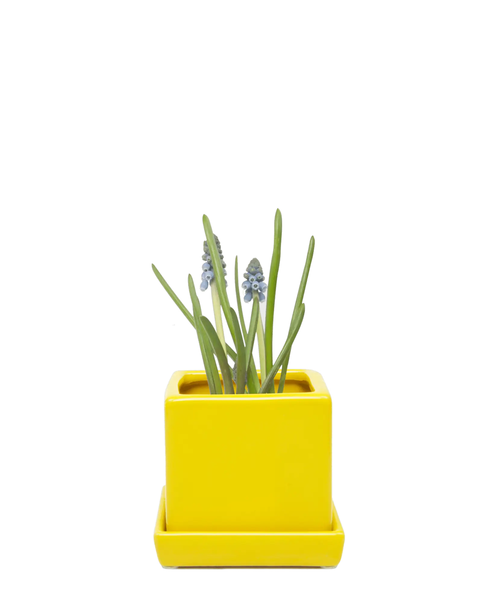 Chive Cube Saucer ceramic planter in glossy yellow with a matching saucer, styled with a grape hyacinth.