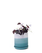 Chive Devo ceramic medium planter with ombre white to teal gradient holding an oxalis.