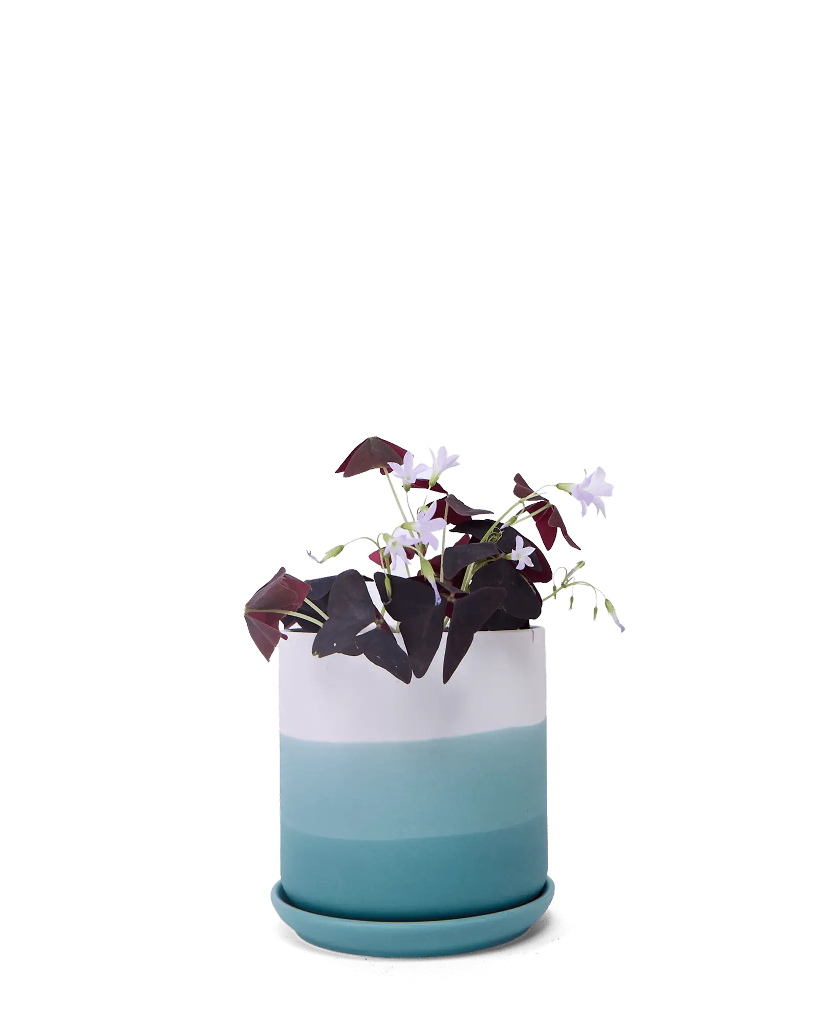 Chive Devo teal ombre ceramic medium planter with saucer holding a purple oxalis.