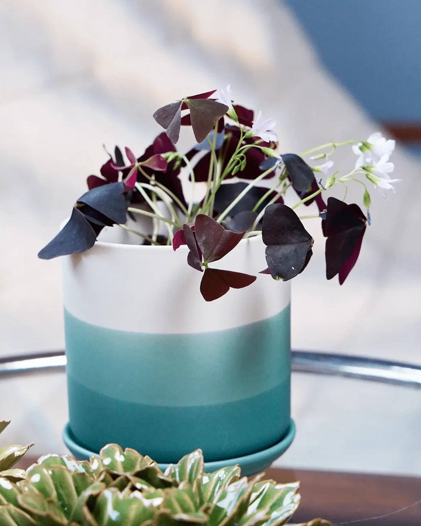 Chive Devo ceramic planter with ombre white to teal gradient holding an oxalis on a glass table indoor.
