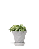 Chive Diamond medium light grey porcelain pot with drainage and saucer styled with a plant.