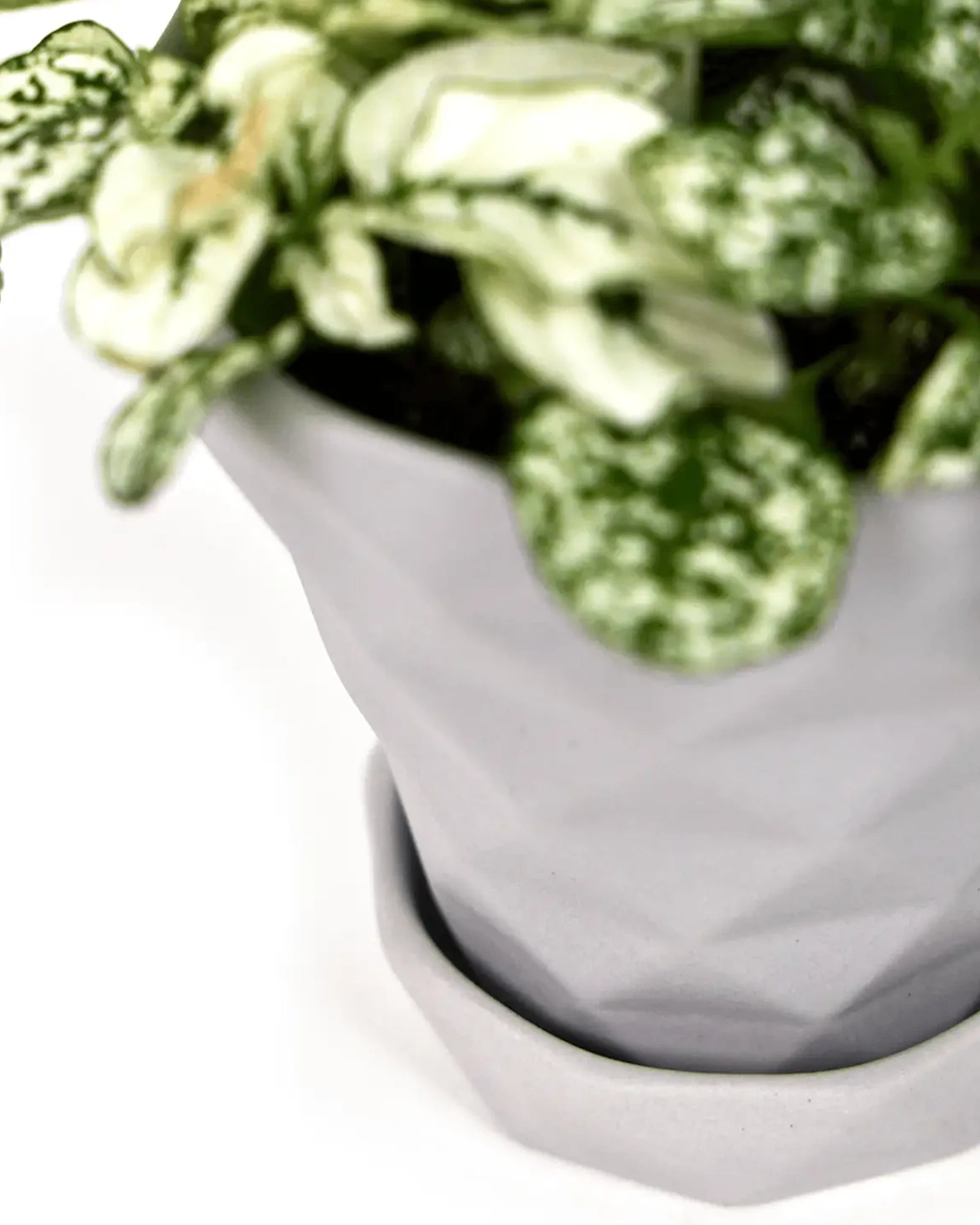 Close up of Chive Diamond medium light grey porcelain pot with drainage and detachable saucer styled with a plant.