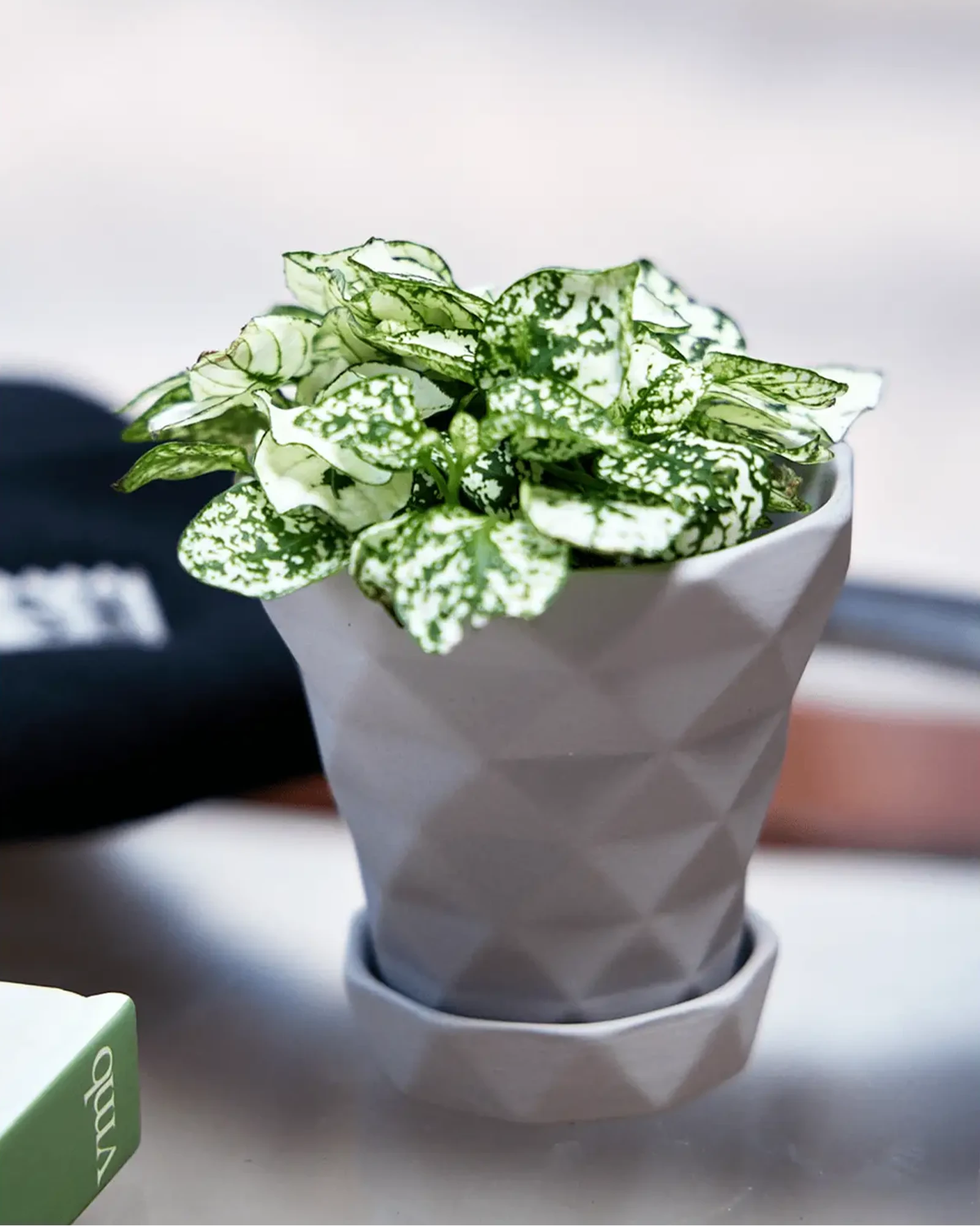 Chive Diamond medium light grey porcelain pot with drainage and saucer styled with a plant on a glass table.