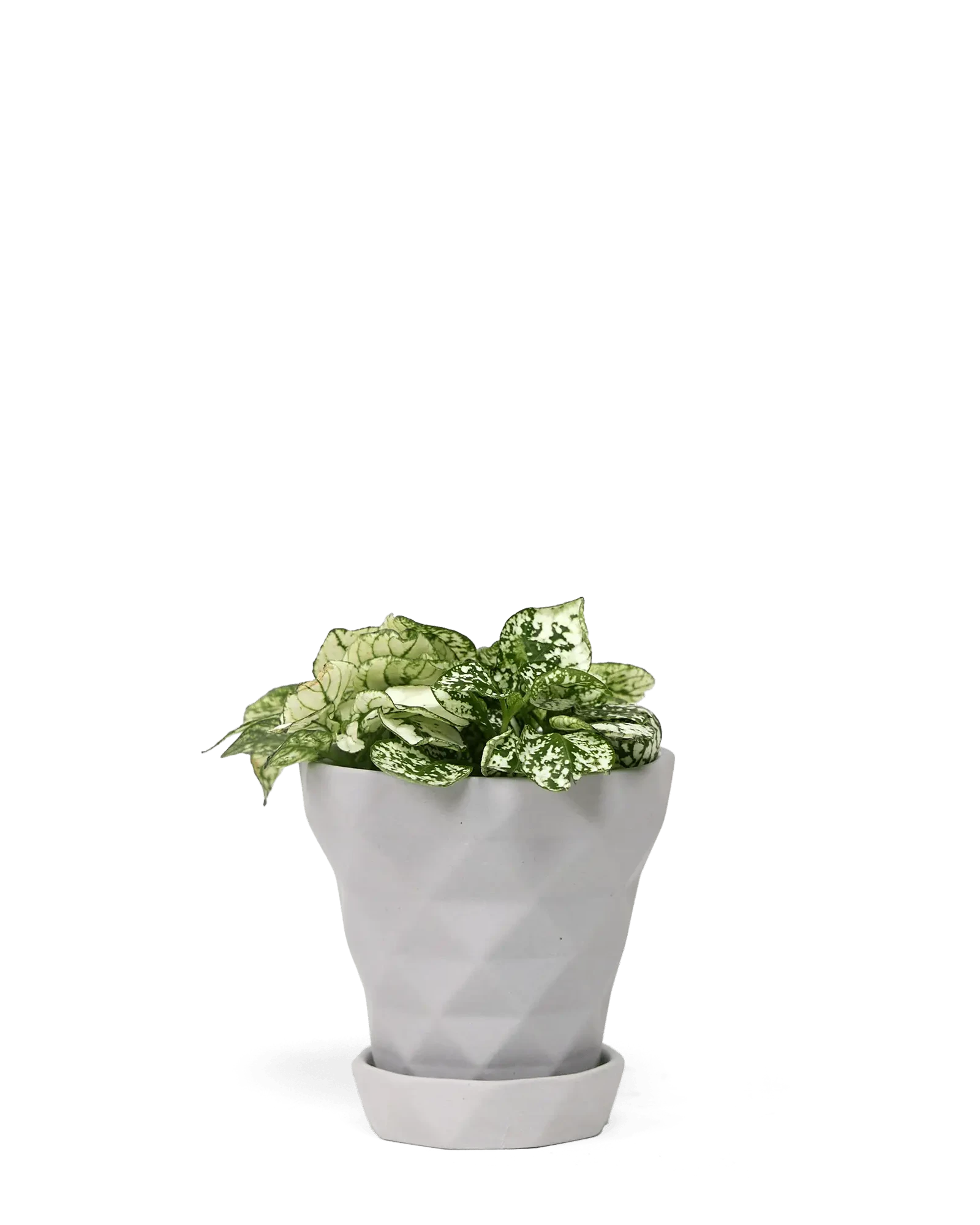 Chive Diamond small light grey porcelain plant pot with drainage and saucer, holding a plant.