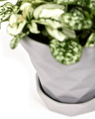 Close up of Chive Diamond small light grey porcelain plant pot with drainage and saucer, holding a plant.