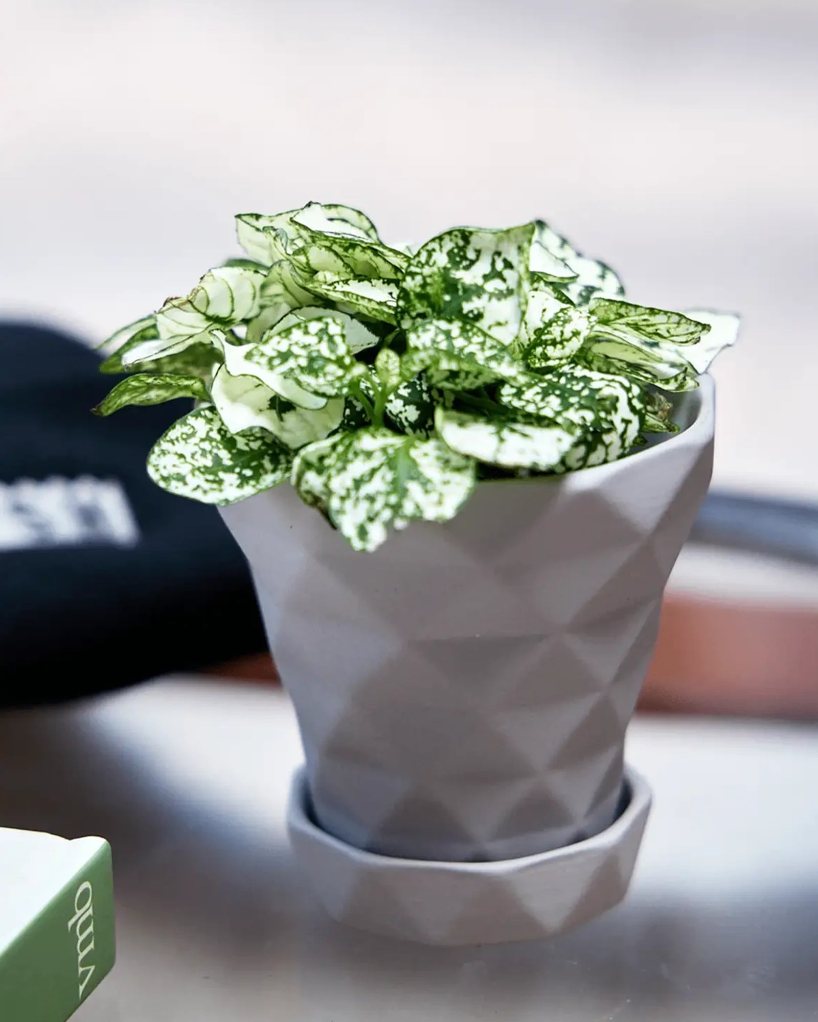 Chive Diamond small light grey porcelain plant pot holding a plant on a glass table indoor.