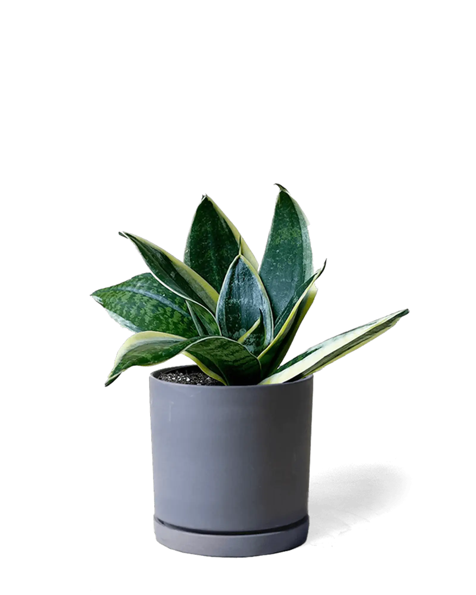Chive Dojo black matte ceramic small planter with saucer holding a snake plant.