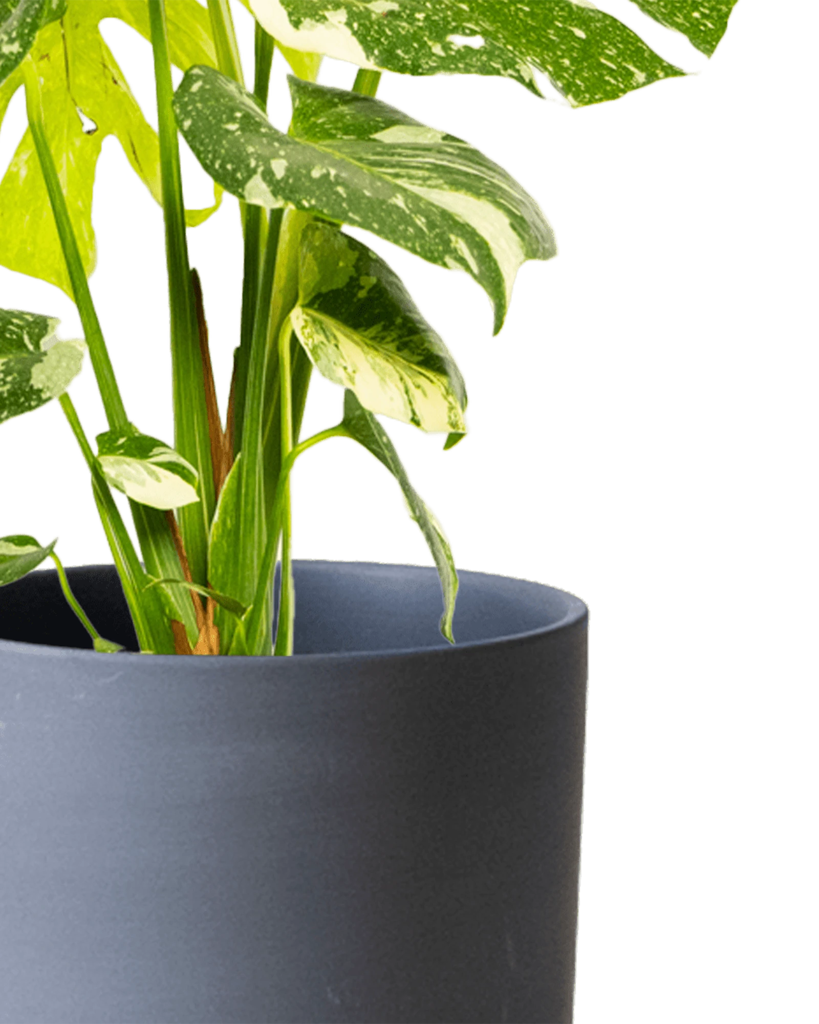 Close-up of the Chive Dojo large black matte porcelain pot showing the color and matte finish, holding a monstera.