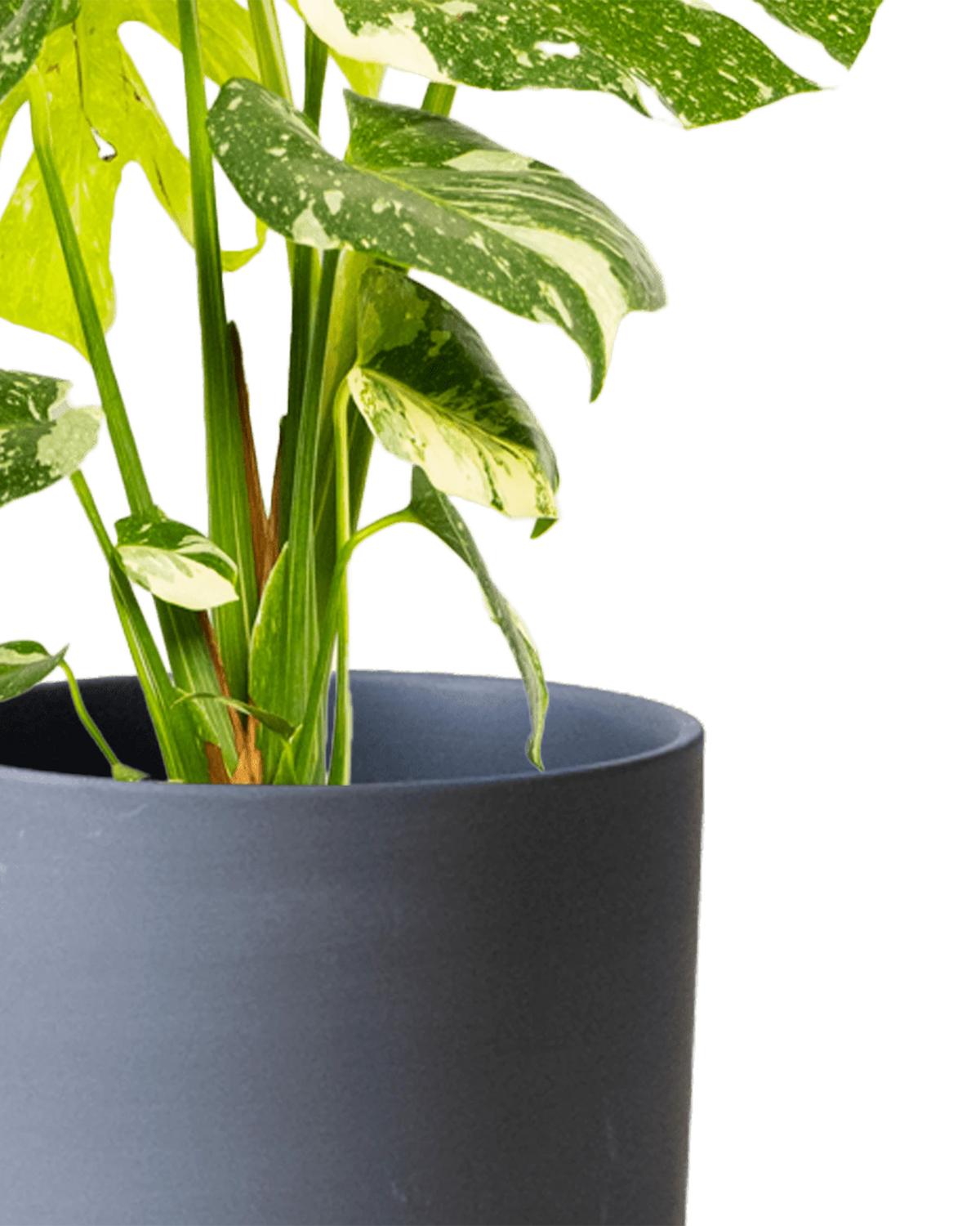 Large Dojo Porcelain Planter, Black | Chive
