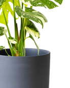 Close-up of the Chive Dojo large black matte porcelain pot showing the color and matte finish, holding a monstera.