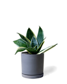 Chive Dojo black matte ceramic small planter with saucer holding a snake plant.