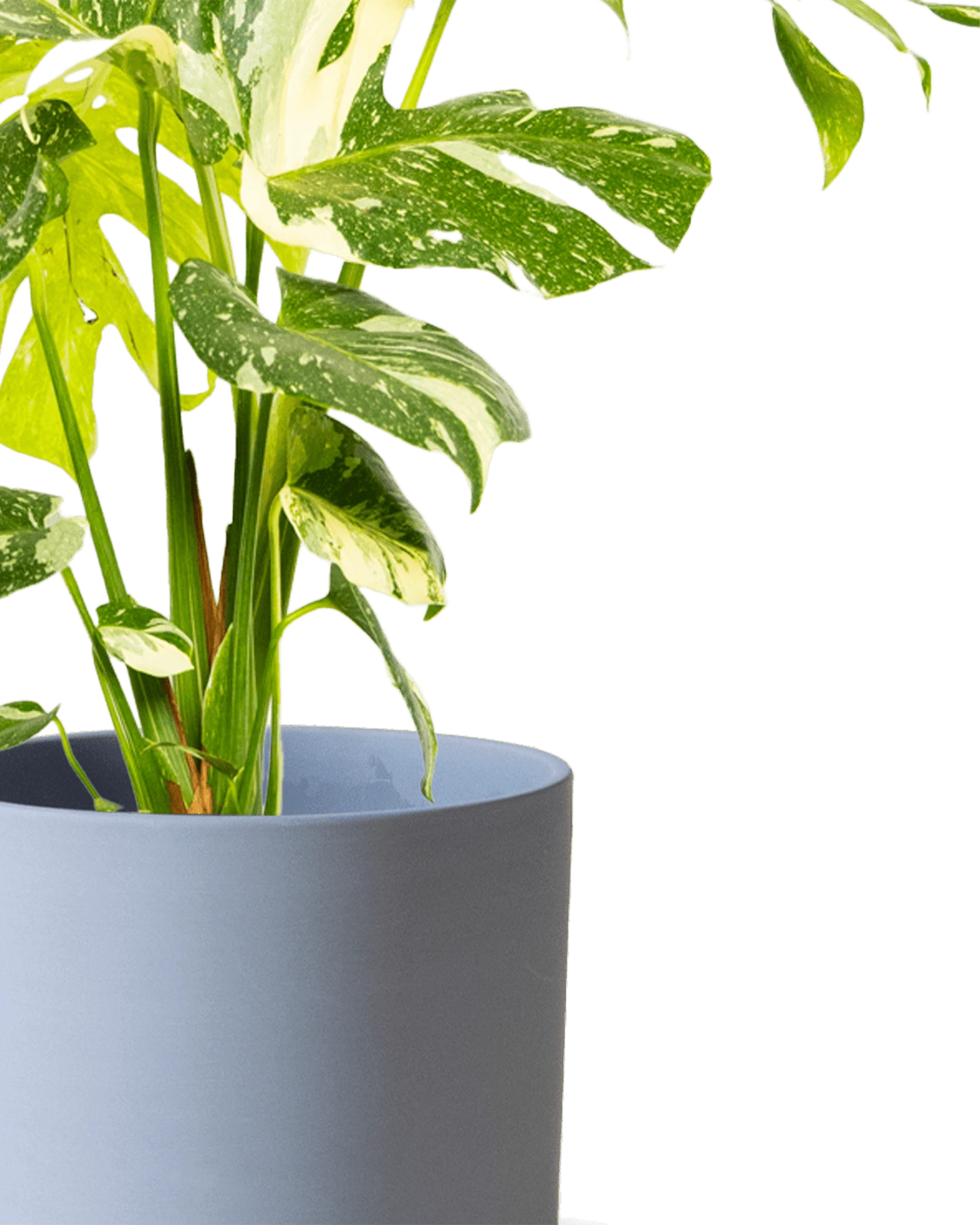 Close-up of the Chive Dojo large blue grey matte porcelain pot showing the color and matte finish, holding a monstera.