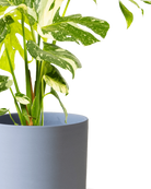 Close-up of the Chive Dojo large blue grey matte porcelain pot showing the color and matte finish, holding a monstera.