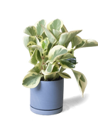 Chive Dojo blue grey matte ceramic small planter with saucer holding a variegated peperomia.