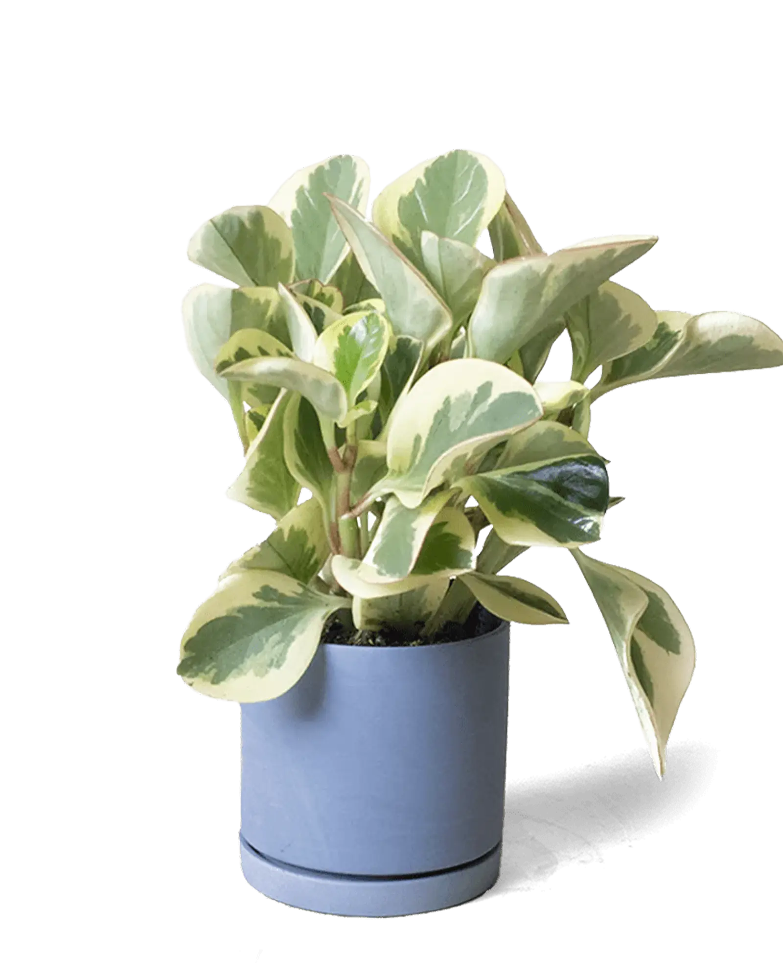 Chive Dojo blue grey matte ceramic small planter with saucer holding a variegated peperomia.