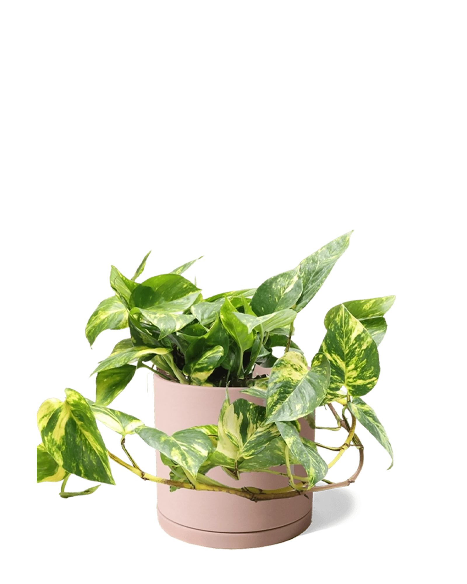 Chive Dojo large clay terracotta matte porcelain pot with drainage and saucer styled with a trailing pothos.