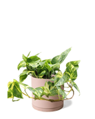 Chive Dojo large clay terracotta matte porcelain pot with drainage and saucer styled with a trailing pothos.