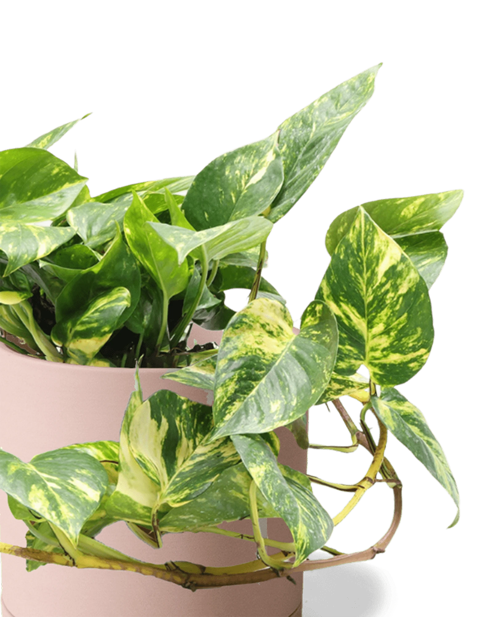 Close-up of the Chive Dojo large clay terracotta matte porcelain pot showing the color and matte finish, holding a pothos.