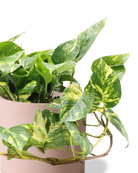 Close-up of the Chive Dojo large clay terracotta matte porcelain pot showing the color and matte finish, holding a pothos.