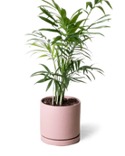 Chive Dojo clay terracotta matte ceramic small planter with saucer holding a parlour palm.