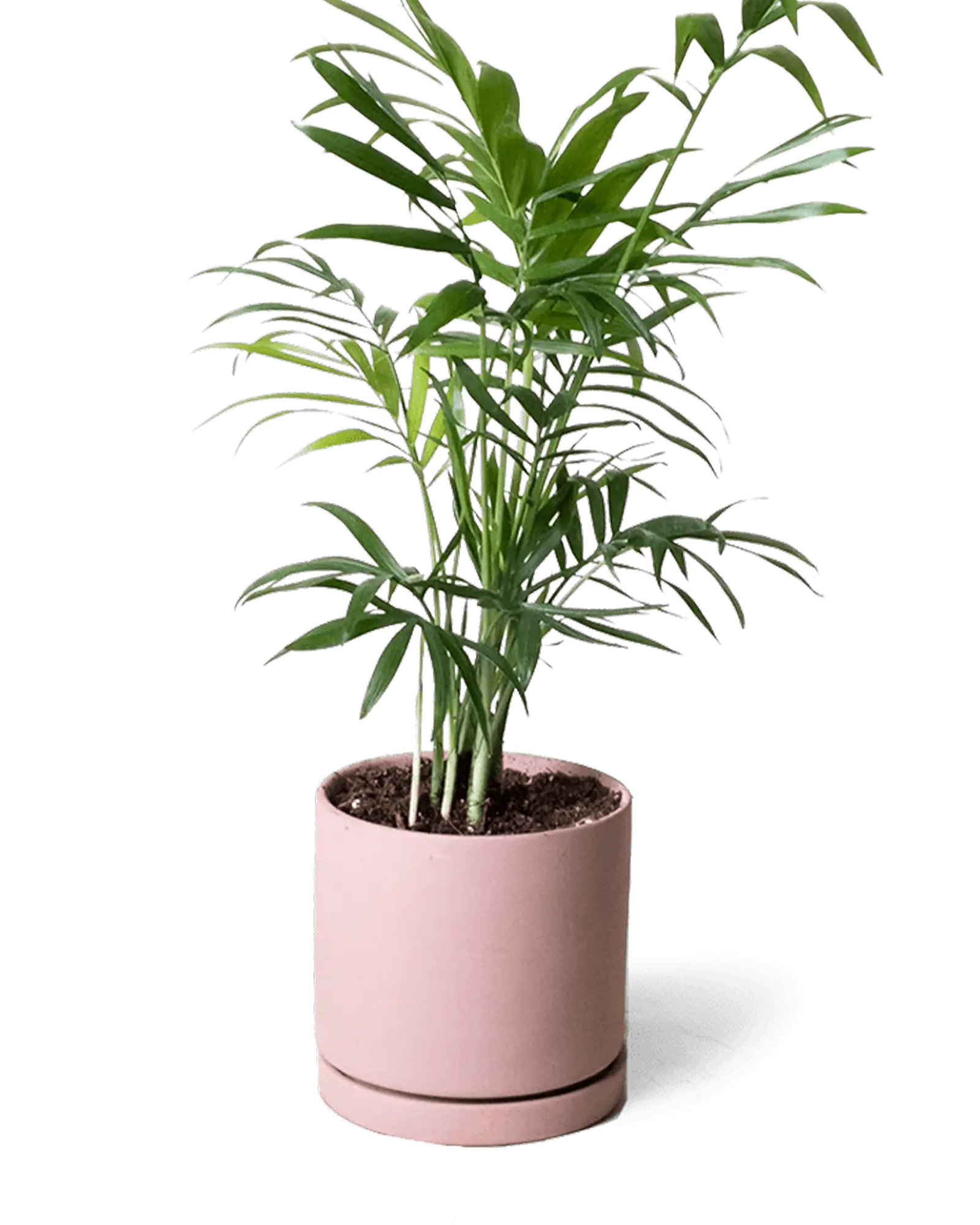 Chive Dojo clay terracotta matte ceramic small planter with saucer holding a parlour palm.