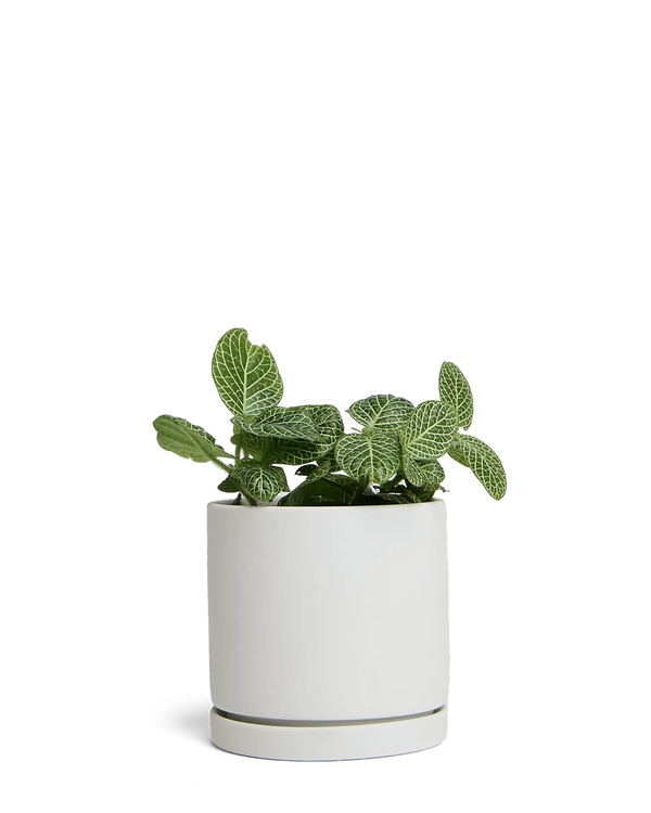 Dojo Large Porcelain Matte Indoor Plant Pot With Saucer, Light Grey