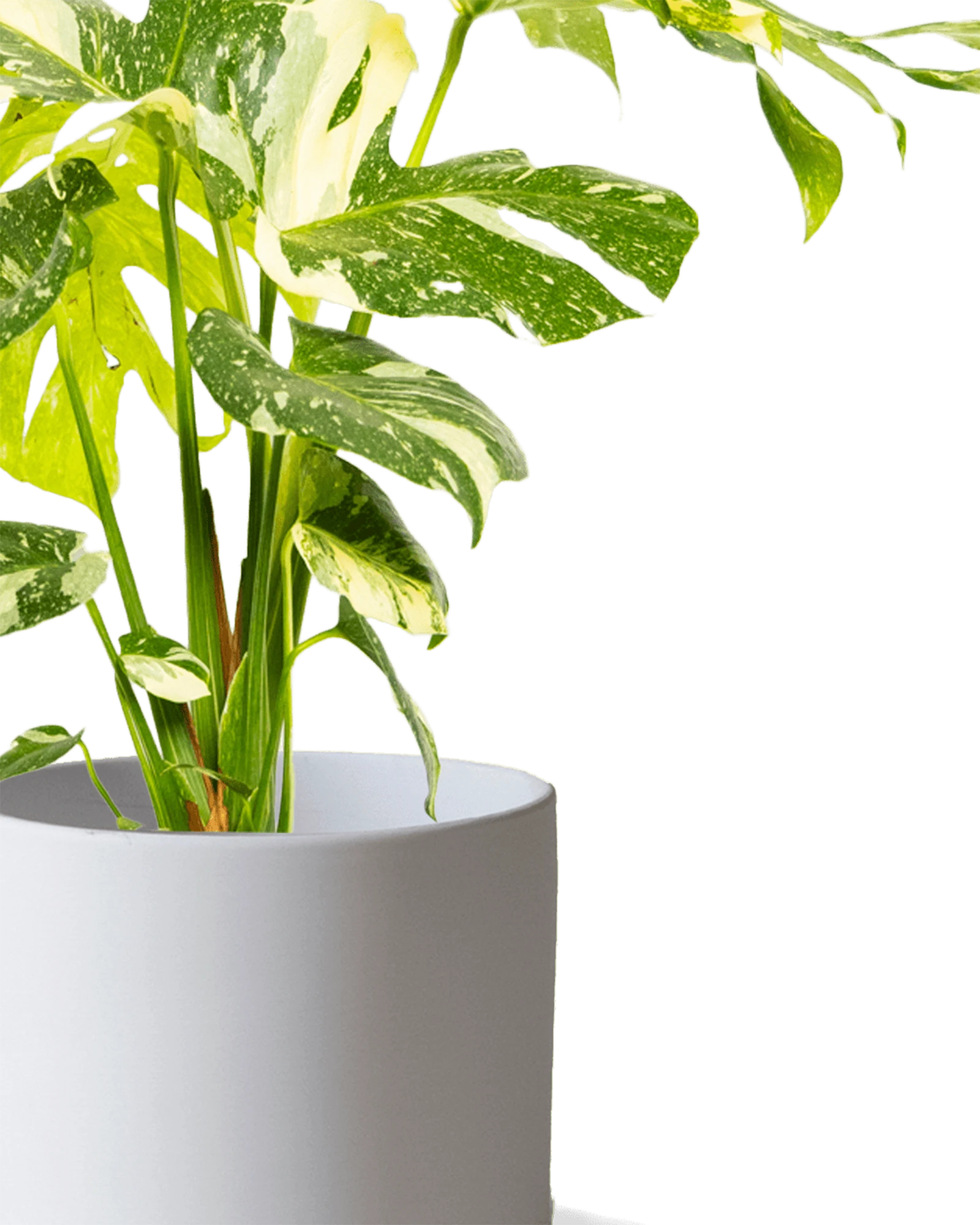 Close-up of the Chive Dojo large light grey matte porcelain pot showing the color and matte finish, holding a monstera.