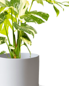Close-up of the Chive Dojo large light grey matte porcelain pot showing the color and matte finish, holding a monstera.
