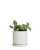 Chive Dojo ceramic planter in light grey with a matte finish, matching saucer, and a fittonia plant.