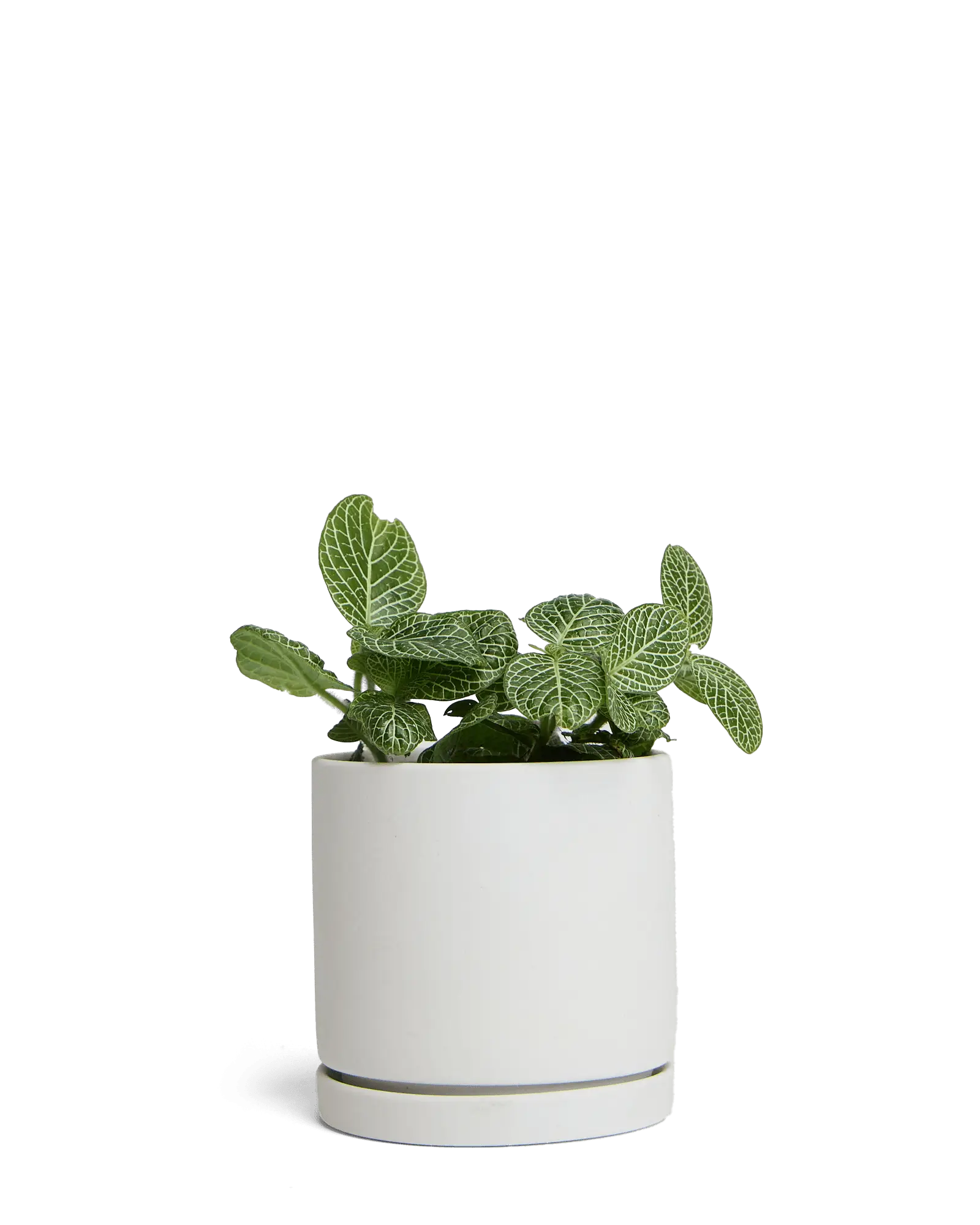 Chive Dojo ceramic planter in light grey with a matte finish, matching saucer, and a fittonia plant.