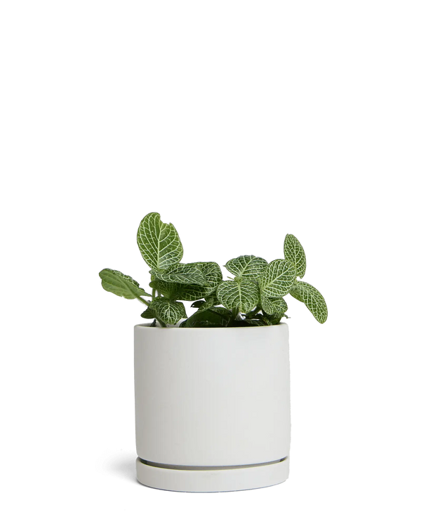 Chive Dojo ceramic planter in light grey with a matte finish, matching saucer, and a fittonia plant.