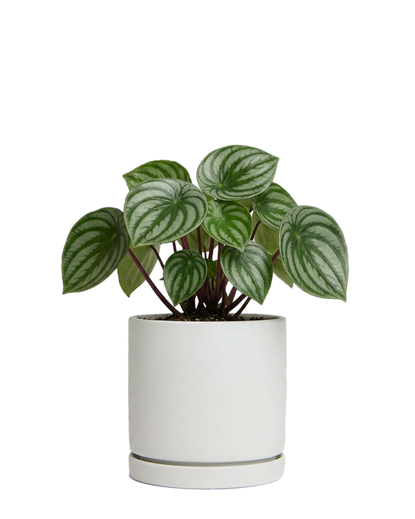 Dojo Large Porcelain Matte Indoor Plant Pot With Saucer, Light Grey