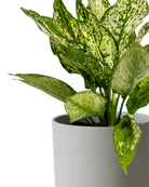Close-up of the Chive Dojo large olive porcelain pot showing the color and matte finish, styled with a plant.