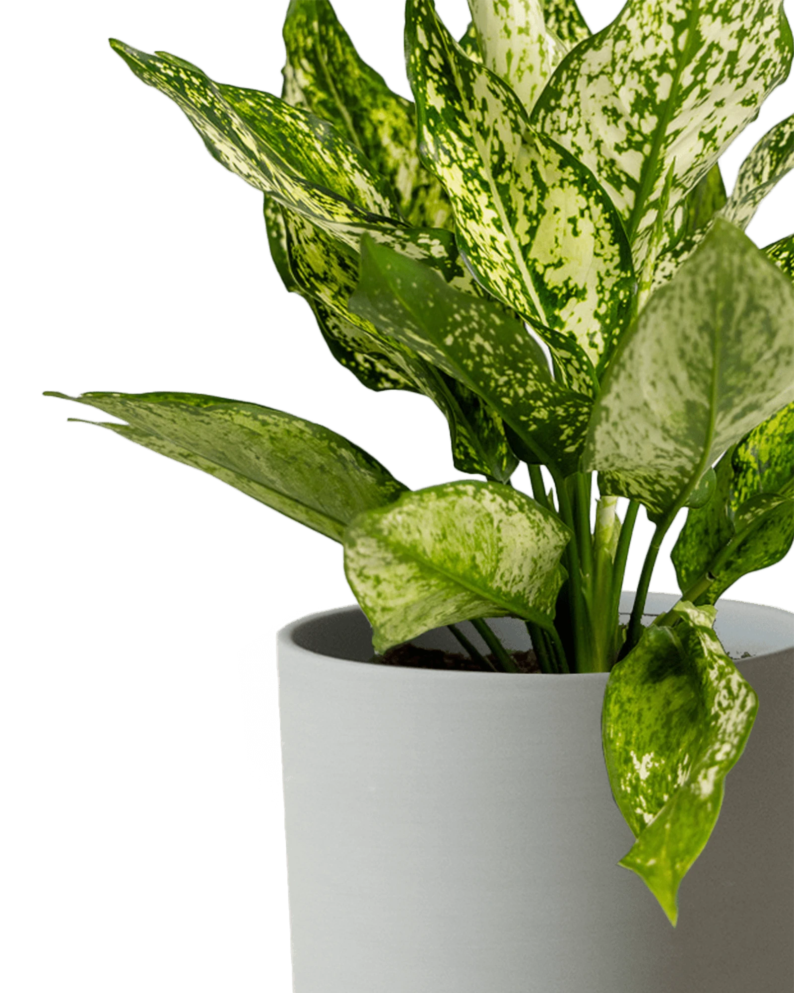 Close-up of the Chive Dojo large olive porcelain pot showing the color and matte finish, styled with a plant.