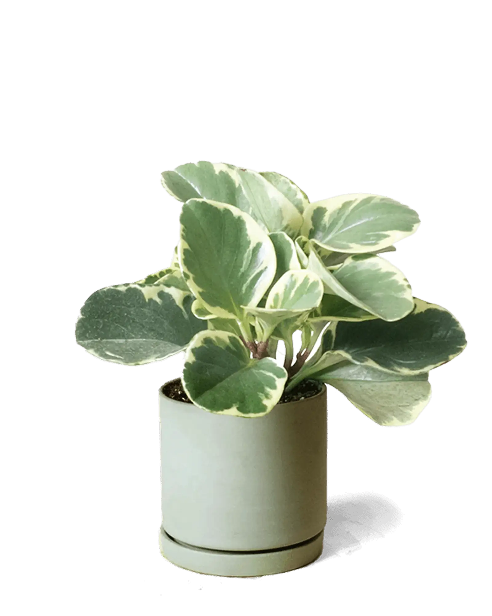 Chive Dojo olive matte ceramic small planter with saucer holding a variegated peperomia.