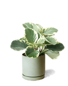 Chive Dojo olive matte ceramic small planter with saucer holding a variegated peperomia.