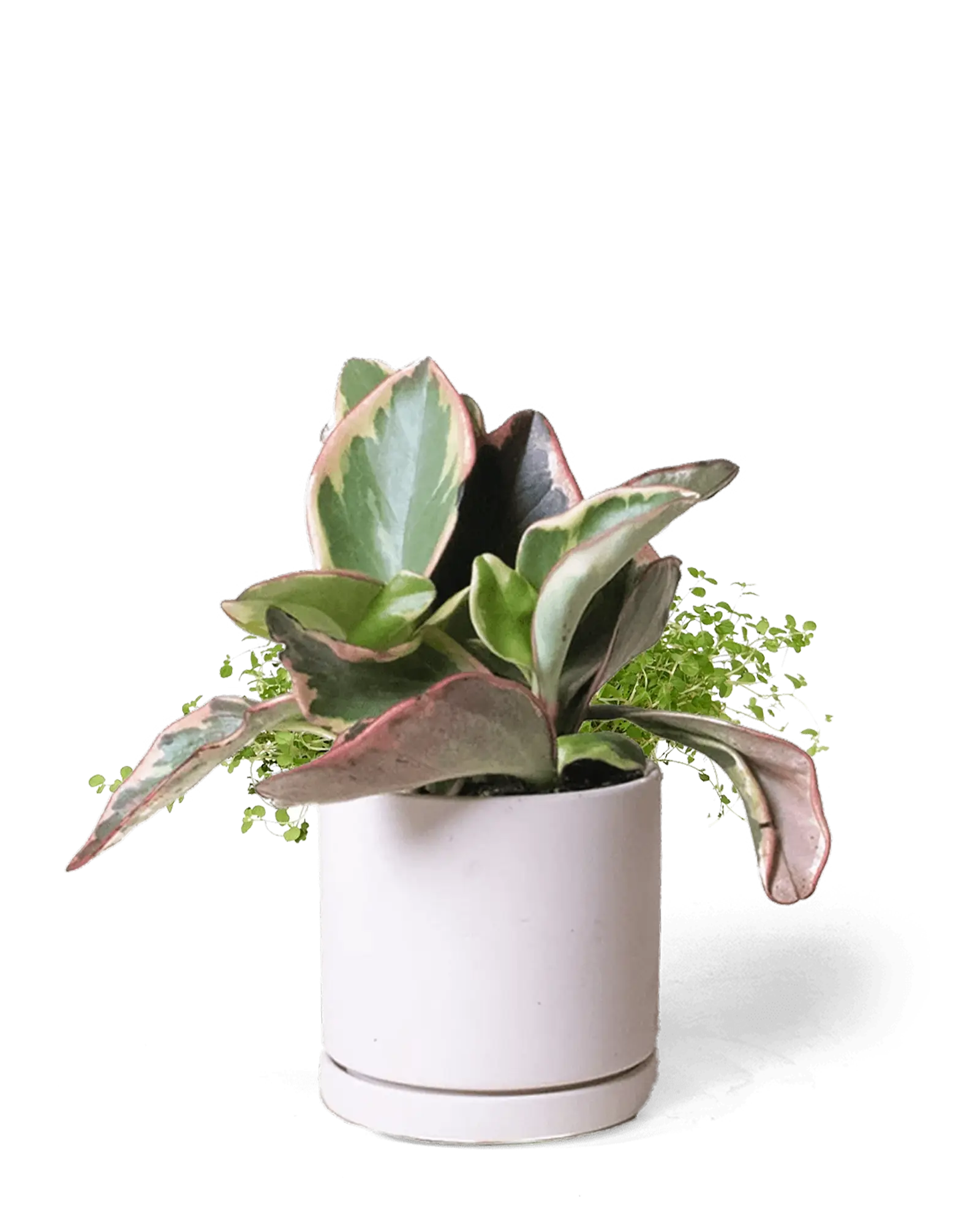 Chive Dojo large pink blush matte porcelain pot with drainage and saucer styled with a plant.