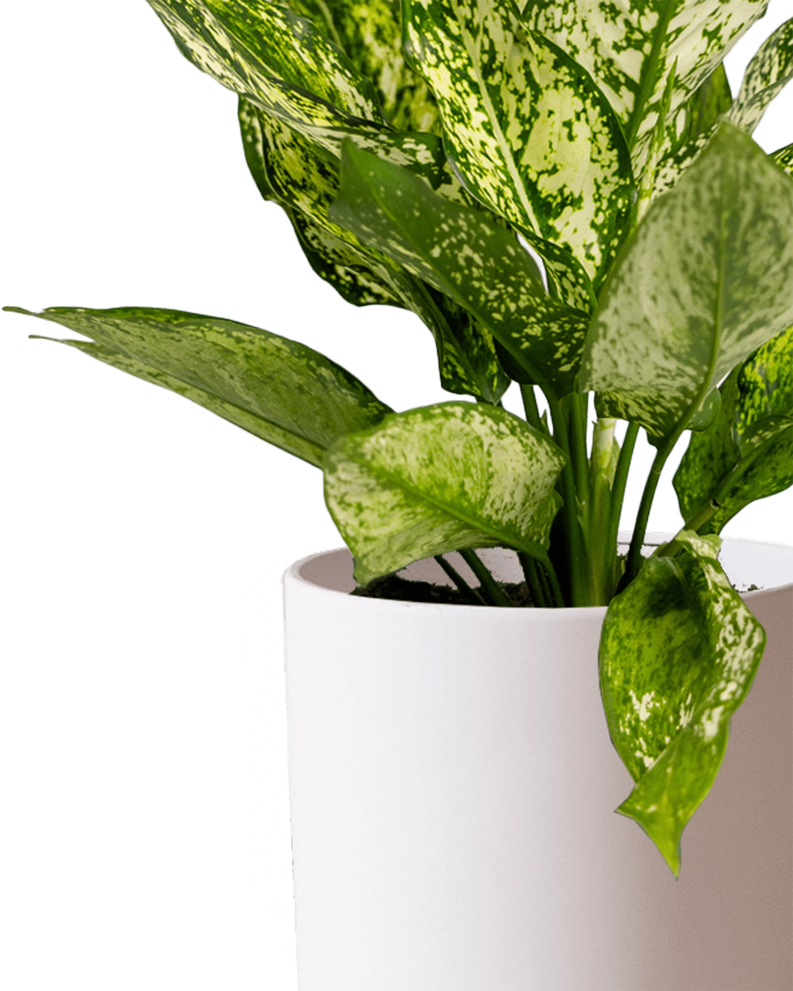 Close-up of the Chive Dojo large pink blush matte porcelain pot showing the color and matte finish, holding a plant.