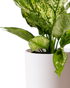 Close-up of the Chive Dojo large pink blush matte porcelain pot showing the color and matte finish, holding a plant.