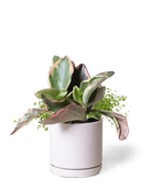 Chive Dojo pink blush matte ceramic small planter with saucer holding a variegated peperomia.