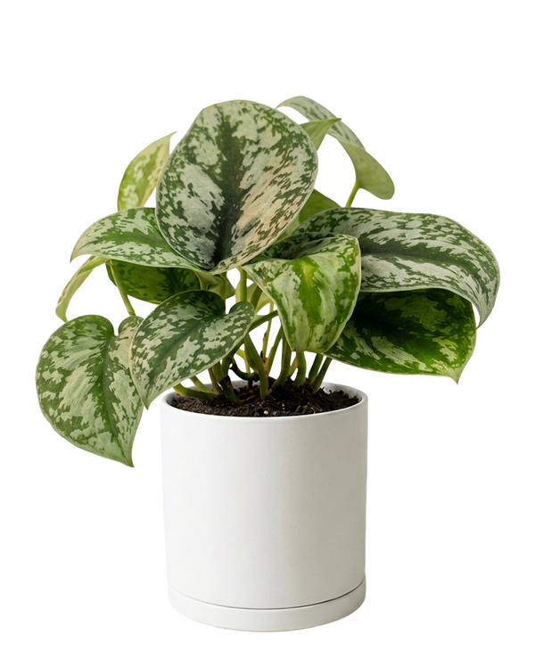 Dojo Large Porcelain Matte Indoor Plant Pot With Saucer, Sandstone
