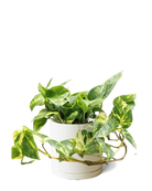 Chive Dojo large sandstone matte porcelain pot with drainage and saucer styled with a trailing pothos.
