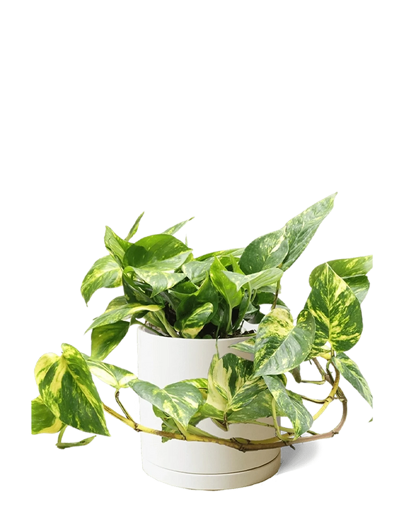 Chive Dojo large sandstone matte porcelain pot with drainage and saucer styled with a trailing pothos.