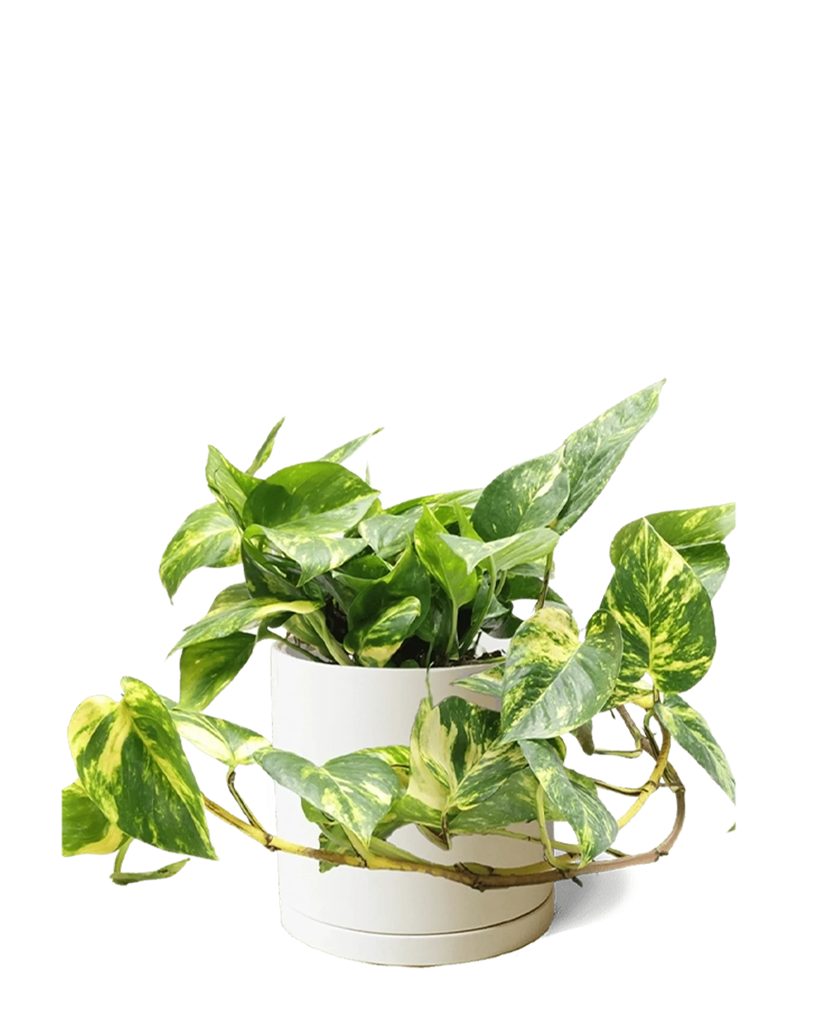 Chive Dojo large sandstone matte porcelain pot with drainage and saucer styled with a trailing pothos.