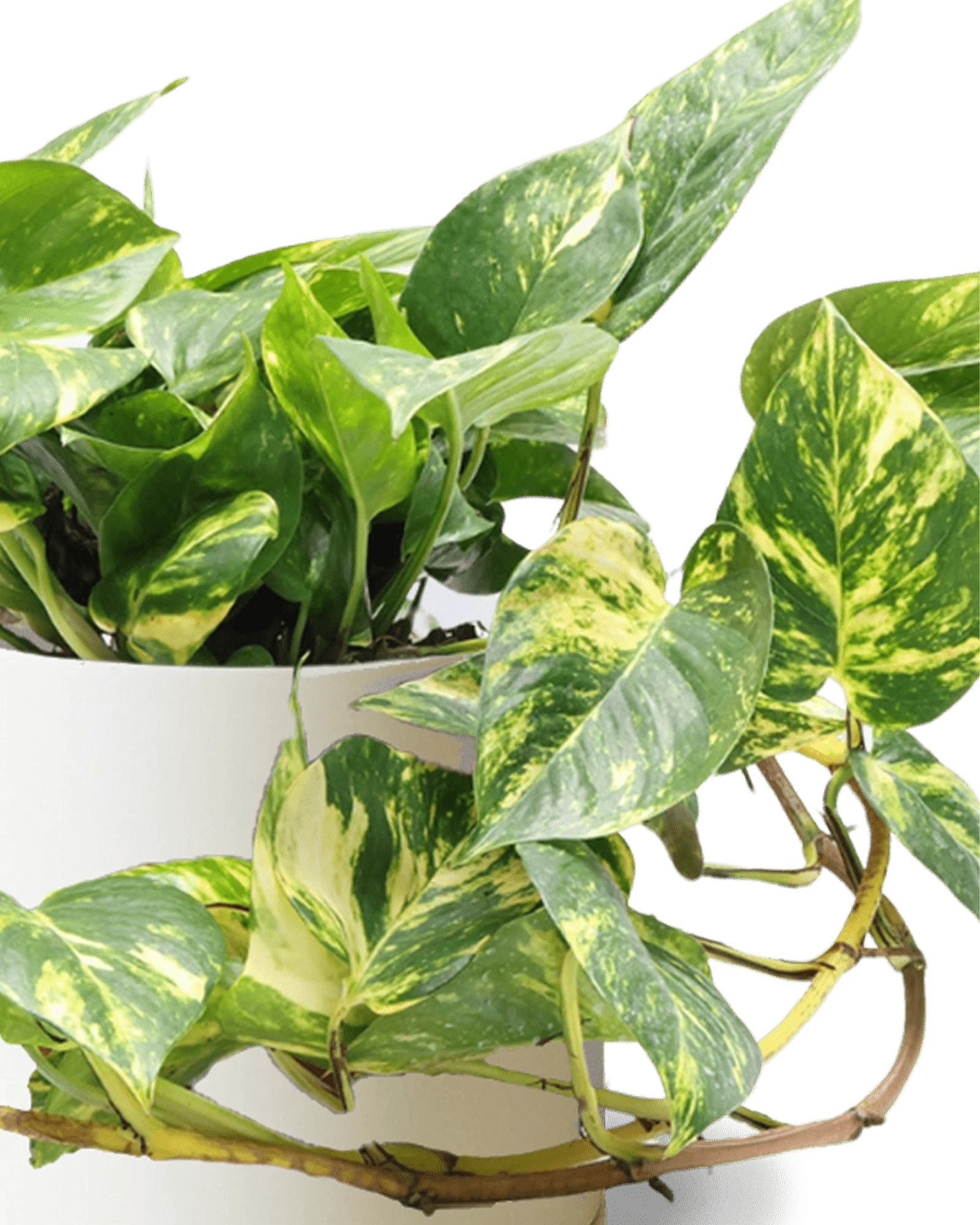 Close-up of the Chive Dojo large sandstone matte porcelain pot showing the color and matte finish, holding a pothos.