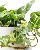 Close-up of the Chive Dojo large sandstone matte porcelain pot showing the color and matte finish, holding a pothos.