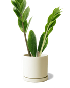 Chive Dojo sandstone matte ceramic small planter with saucer holding a ZZ plant.