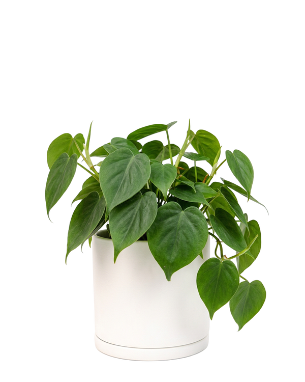 Dojo Large Porcelain Matte Indoor Plant Pot With Saucer, White