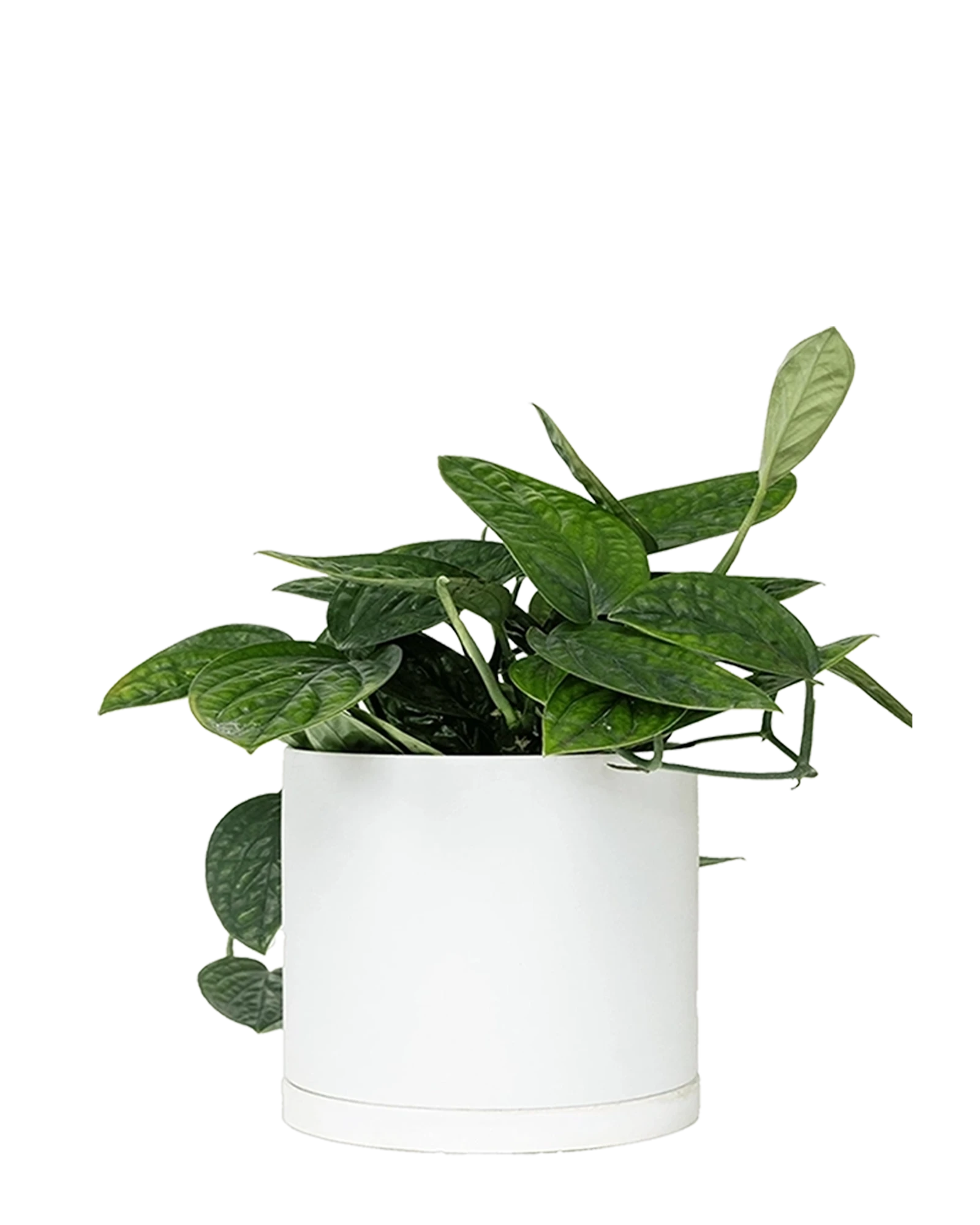 Chive Dojo large white matte porcelain pot with drainage and saucer styled with a plant.